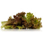 LOLLO-ROSSO COUPE ALLGRO 500G